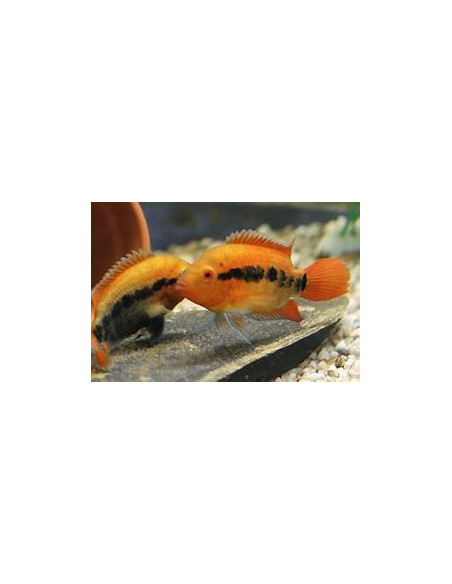 HEROTILAPIA MULTISPINOSA