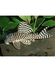 HYPANCISTRUS L333