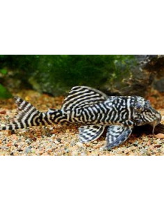 HYPANCISTRUS L333