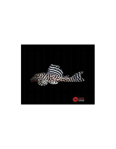 HYPANCISTRUS L066