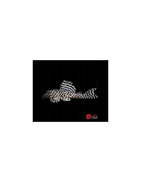 HYPANCISTRUS L066