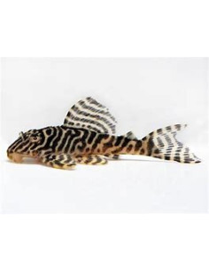 HYPANCISTRUS L066