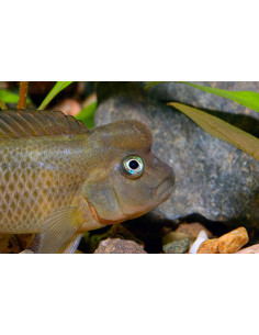STEATOCRANUS CASUARIUS