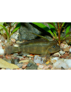 STEATOCRANUS CASUARIUS