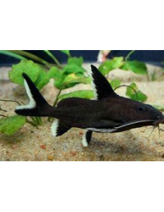 SYNODONTIS MULTIPUNCTATUS BLACK