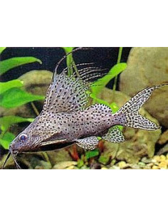SYNODONTIS VELIFERA