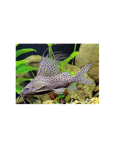 SYNODONTIS EUPTERUS