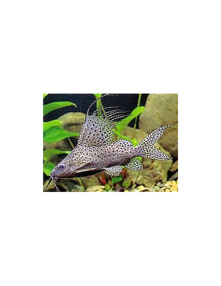 SYNODONTIS EUPTERUS