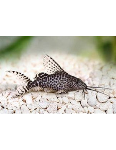 SYNODONTIS VELIFERA