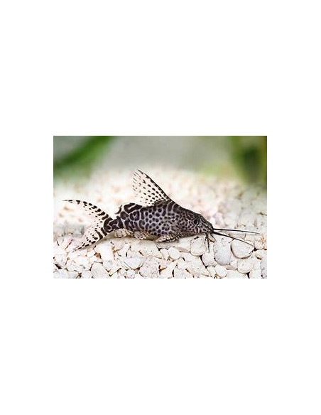 SYNODONTIS EUPTERUS