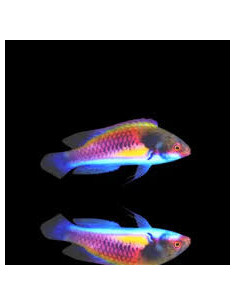 CIRRHILABRUS RYUKYUENSIS xxl male