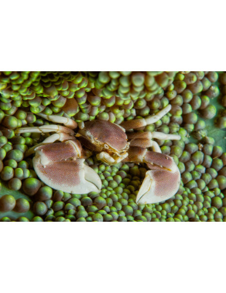 NEOPETROLISTHES MACULATUS