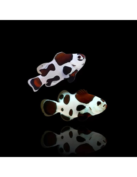 Amphiprion ocellaris Mocha Storm