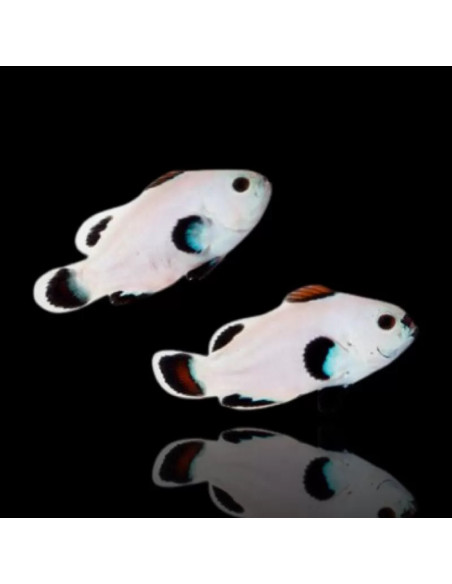 Amphiprion ocellaris Platinium Storm