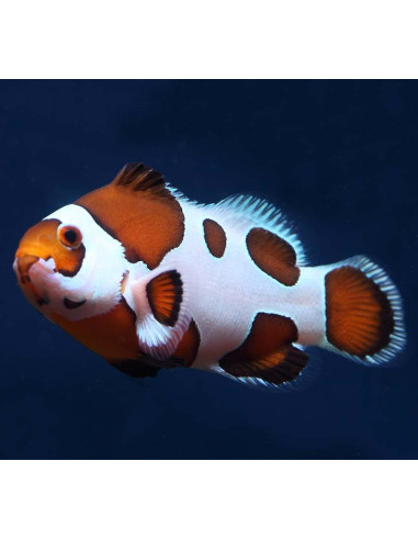 Amphiprion ocellaris Mocha Storm