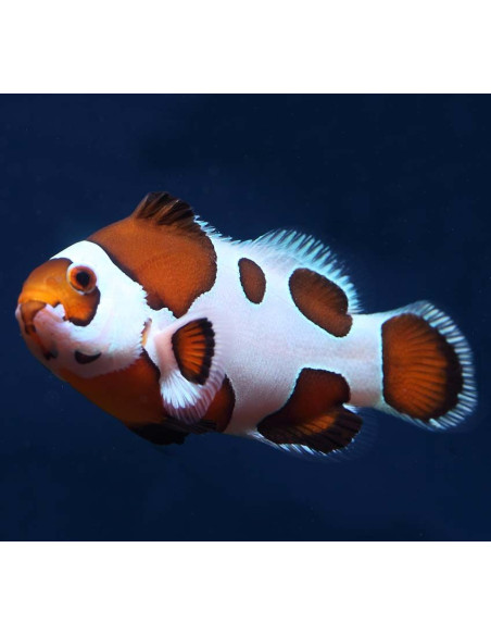 Amphiprion ocellaris Mocha Storm