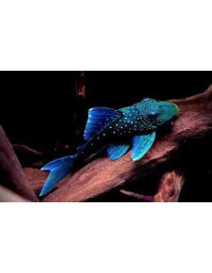 HEMIANCISTRUS L128 BLUE PHANTOM