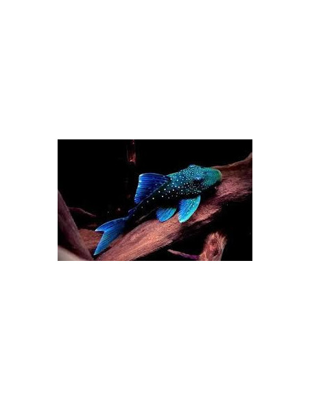 HEMIANCISTRUS L128 BLUE PHANTOM