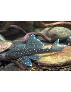 HEMIANCISTRUS L128 BLUE PHANTOM