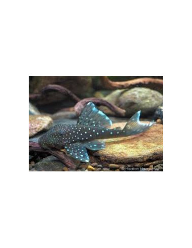 HEMIANCISTRUS L128 BLUE PHANTOM