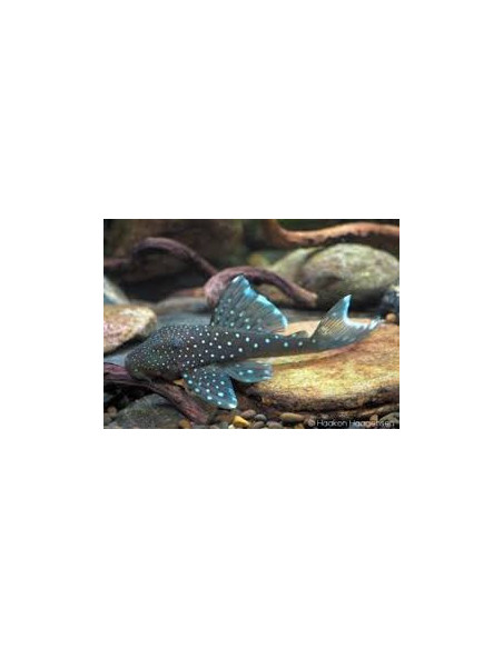 HEMIANCISTRUS L128 BLUE PHANTOM