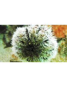TRIPNEUSTES VENTRICOSUS