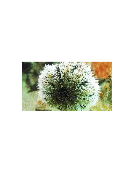 TRIPNEUSTES VENTRICOSUS