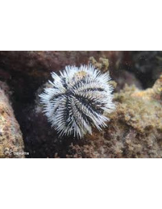 TRIPNEUSTES VENTRICOSUS