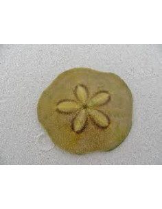 CLYPEASTER SP. OURSIN DOLLAR
