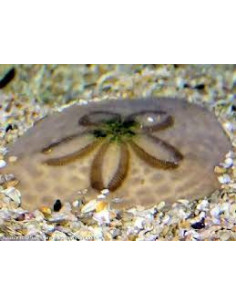 CLYPEASTER SP. OURSIN DOLLAR