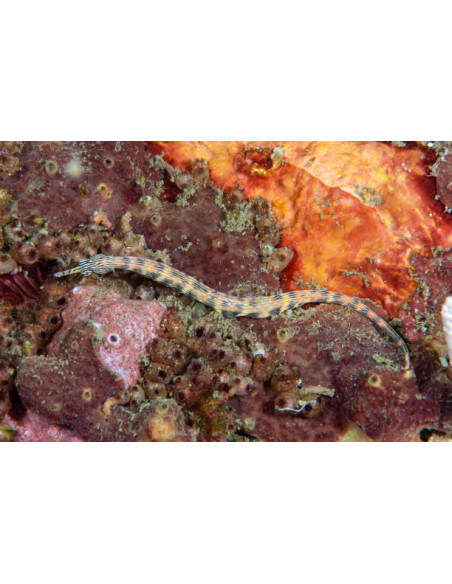 CORYTHOICHTHYS  INTESTINALIS