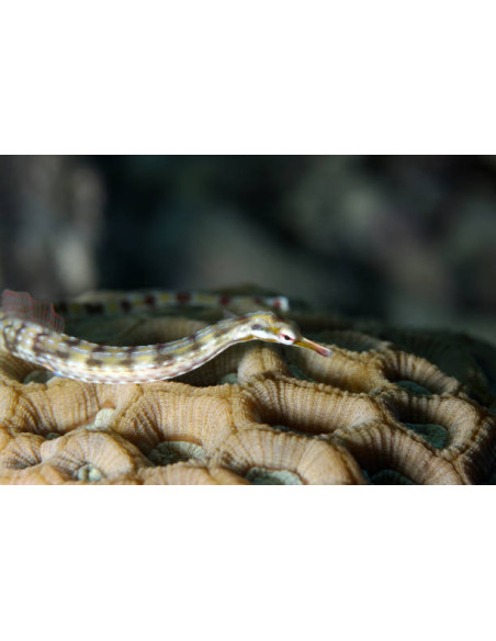 CORYTHOICHTHYS  INTESTINALIS