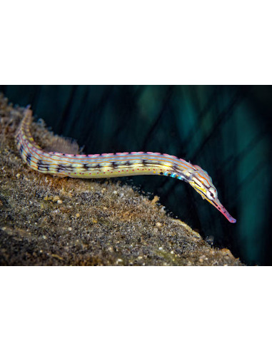 CORYTHOICHTHYS  INTESTINALIS