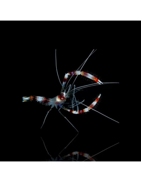 STENOPUS HISPIDUS