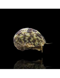 TURBO BRUNNEUS