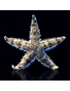 ARCHASTER TYPICUS