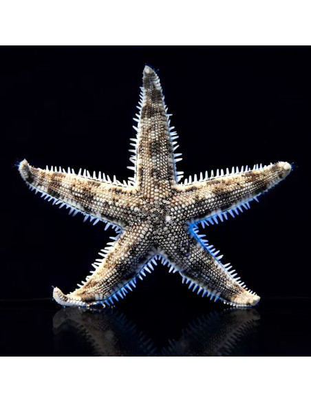 ARCHASTER TYPICUS