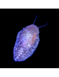 Stomatella