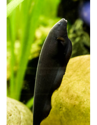 APTERONOTUS ALBIFRONS