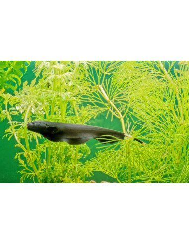 APTERONOTUS ALBIFRONS