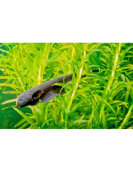 APTERONOTUS ALBIFRONS