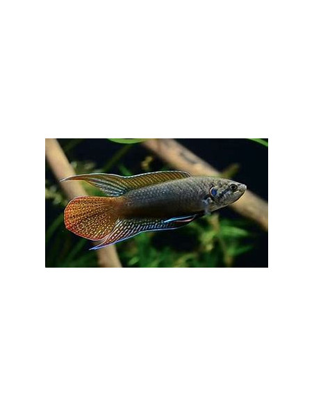 MACROPODUS CHINENSIS / OCELLATUS