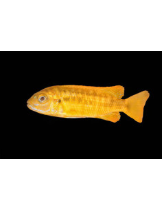 MELANOCHROMIS JOHANNI XXL