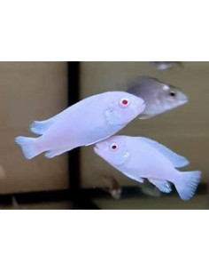 PSEUDOTROPHEUS SOCOLOFI ALBINOS XXL