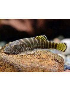 GASTROMYZON VIRIOSUS