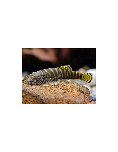 GASTROMYZON VIRIOSUS