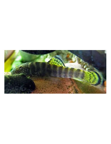GASTROMYZON VIRIOSUS