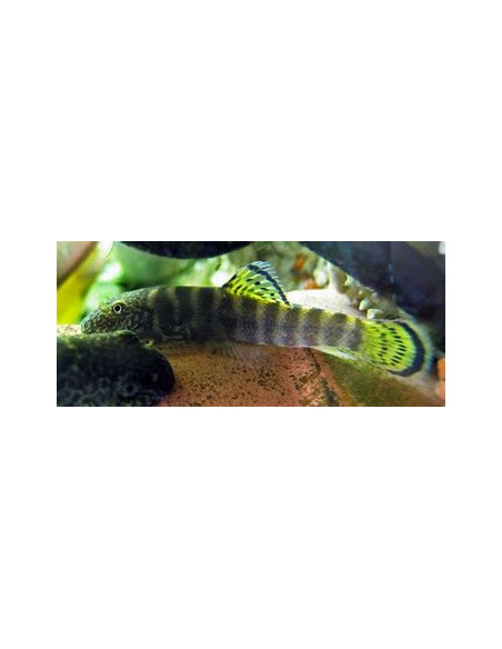 GASTROMYZON VIRIOSUS