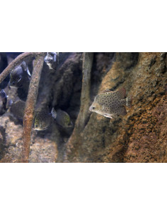 SCATOPHAGUS ARGUS