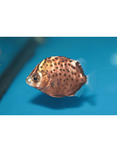 SCATOPHAGUS ARGUS